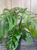 Large Monstera Esqueleto Plant in 10” Pot | Monstera epipremnoides | Stunning Fenestrated Leaves