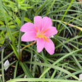 Pink Rain Lily Live Plant 3.5" Pot - Zephyranthes carinata - Pink Flowering Perennial for Full Sun to Part Shade