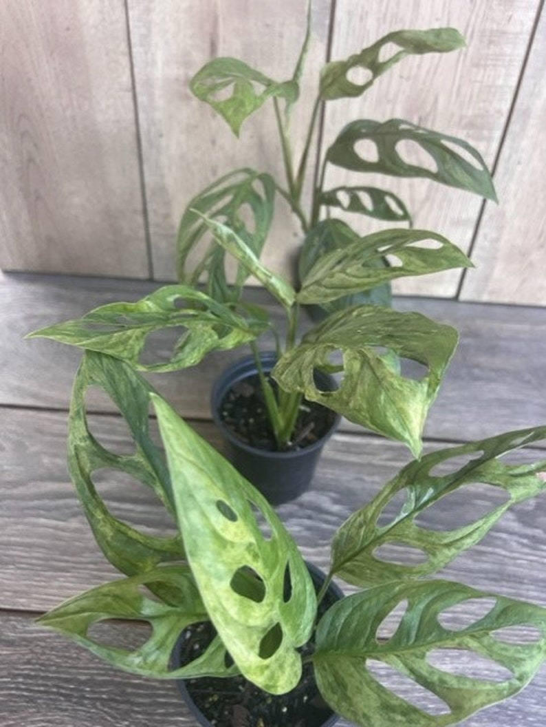 Variegated Monstera Adansonii Mint Plant in 4" Pot - Rare Houseplant, Monstera adansonii, 4-5 Leaves, Indoor Tropical Decor