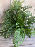 Monstera Adansonii Plant in 6" Pot, Swiss Cheese Vine - Monstera adansonii, Indoor Tropical Houseplant, Live Greenery