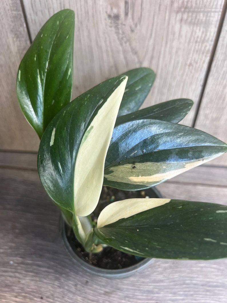 Monstera Standleyana Albo 4" Pot | Rare Philodendron Cobra | Variegated Green & White | Easy Care Houseplant