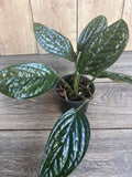 Monstera Peru House Plant in 4" Pot - Rare Aroid with Textured Leaves (Monstera Karstenianum)