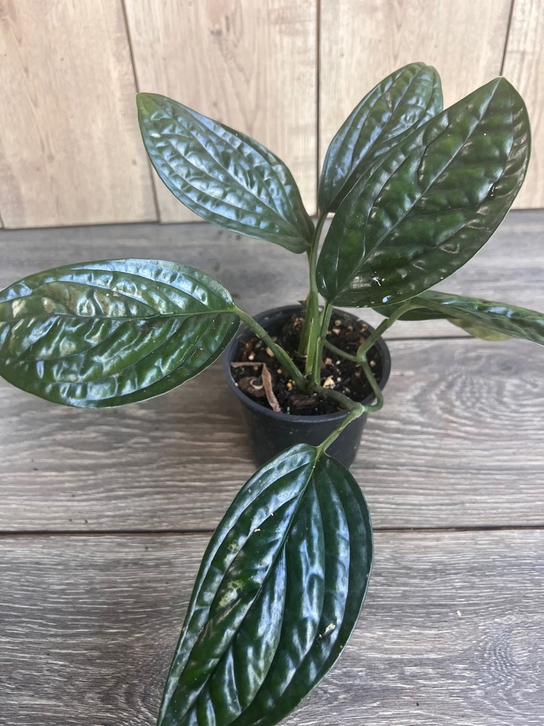 Monstera Peru House Plant in 4" Pot - Rare Aroid with Textured Leaves (Monstera Karstenianum)