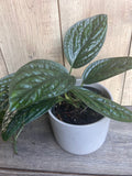Monstera Peru House Plant in 6" Pot - Rare Monstera Karstenianum with Lush Green Leaves, Ideal for Aroid Collectors