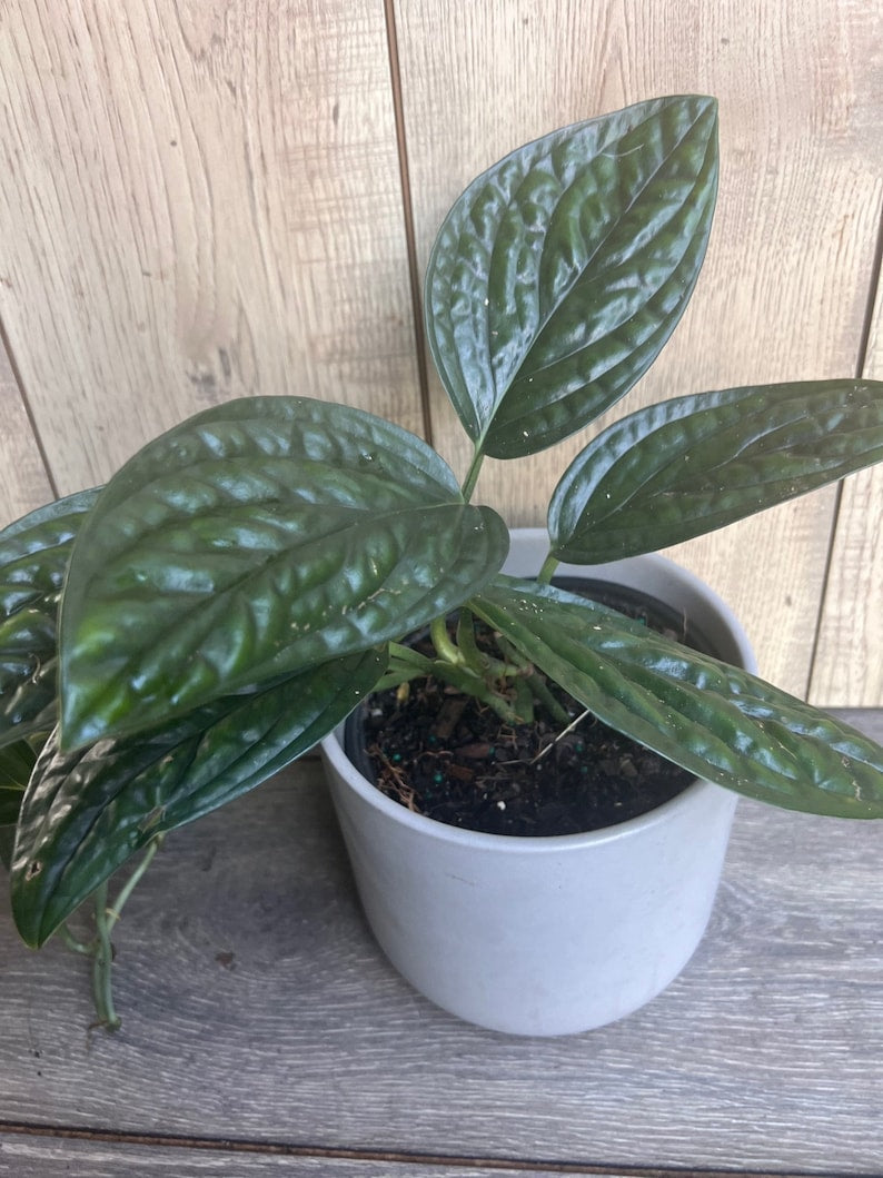 Monstera Peru House Plant in 6" Pot - Rare Monstera Karstenianum with Lush Green Leaves, Ideal for Aroid Collectors