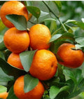 Cara Cara Orange Seeds - 5+ Pack for Garden Planting - Citrus x sinensis - USA - Fast Shipping