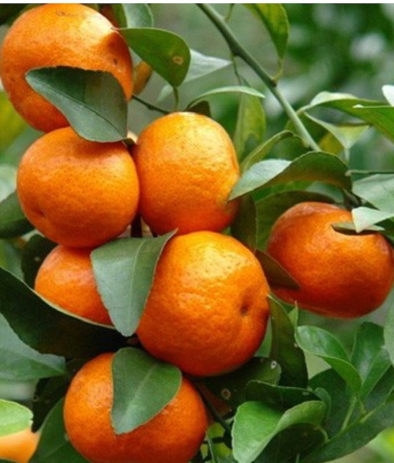 Cara Cara Orange Seeds - 5+ Pack for Garden Planting - Citrus x sinensis - USA - Fast Shipping