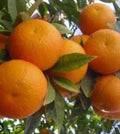 Sunburst Tangerine Tree - 1/2 Gallon Pot - Grafted Citrus - Citrus reticulata - Florida Shipping Only