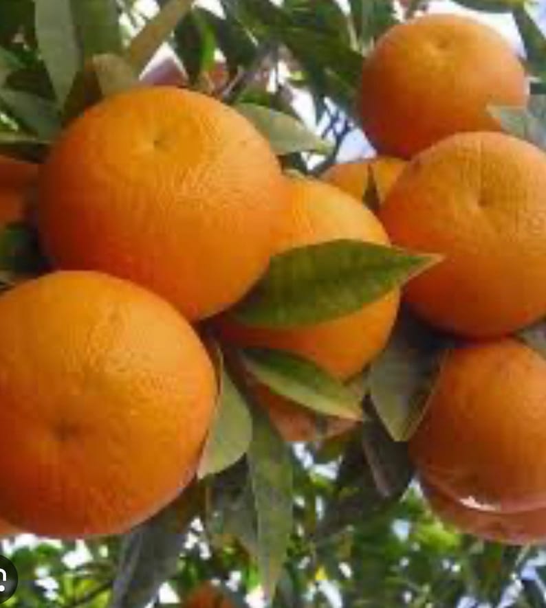 Sunburst Tangerine Tree - 1/2 Gallon Pot - Grafted Citrus - Citrus reticulata - Florida Shipping Only