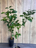 Meyer Lemon Tree in 1/2 Gallon Pot - Citrus × meyeri - Sweet, Self-Fertile Indoor/Outdoor Fruit Plant