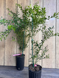 Finger Lime Tree 1/2 Gallon Pot Microcitrus australasica Florida Shipping Only - Unique Citrus Caviar for Culinary Delights