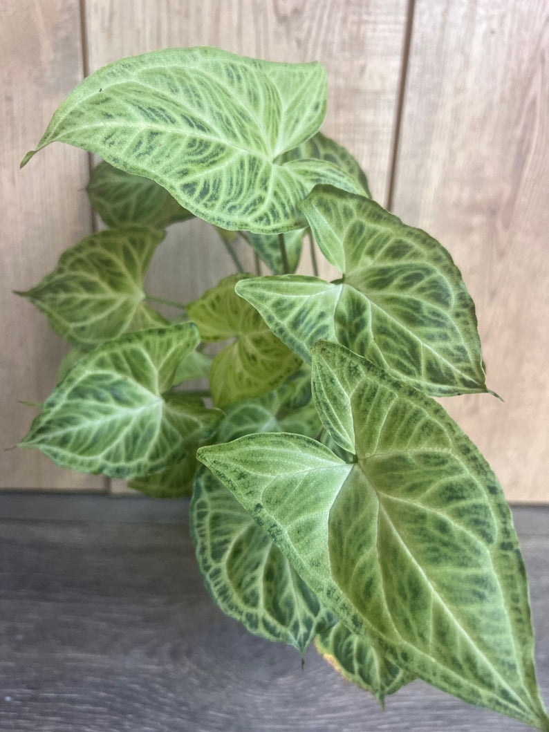 Syngonium 'Batik' Plant in 4" Pot | Unique Green & White Veined Foliage | Easy Care Houseplant | Syngonium podophyllum