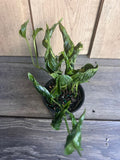Epipremnum Aureum 'Shangri La' Plant - 4 Inch Pot - Unique Curled Dark Green Leaves - Indoor Houseplant