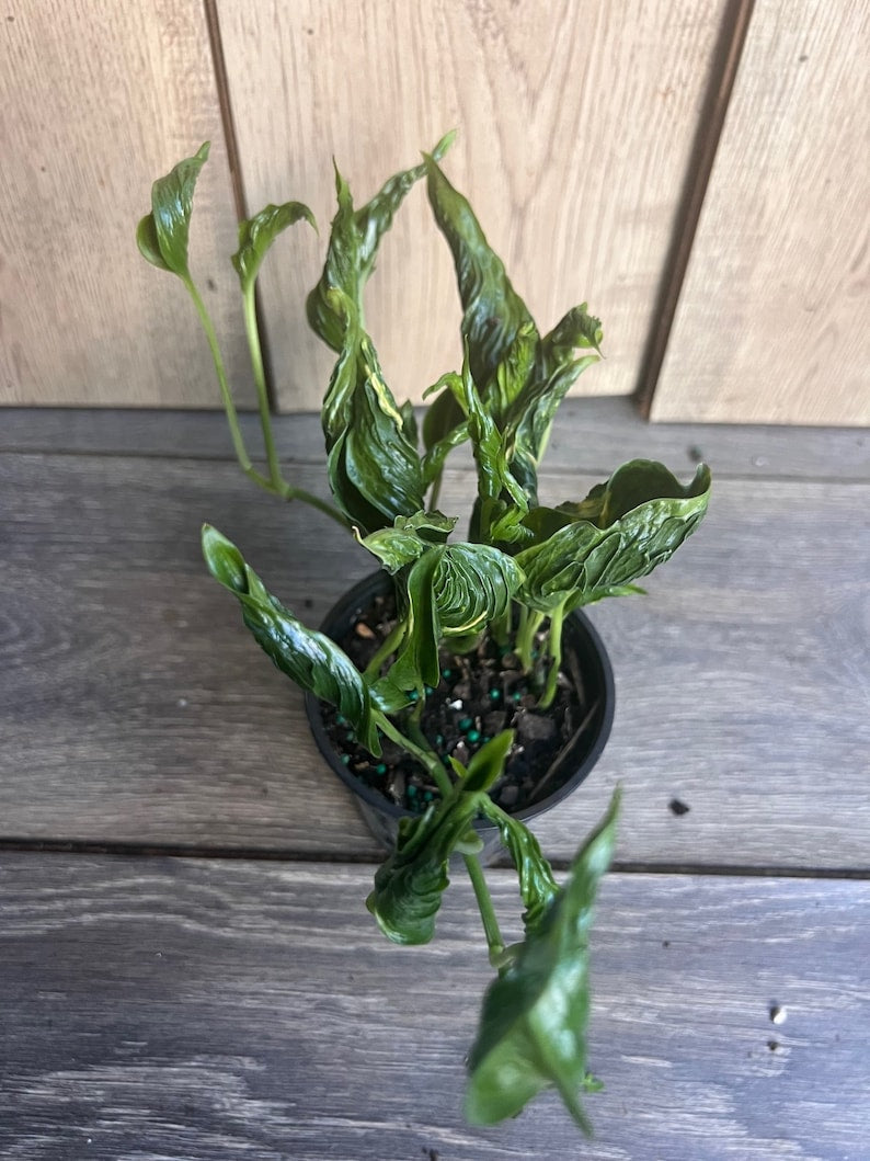 Epipremnum Aureum 'Shangri La' Plant - 4 Inch Pot - Unique Curled Dark Green Leaves - Indoor Houseplant