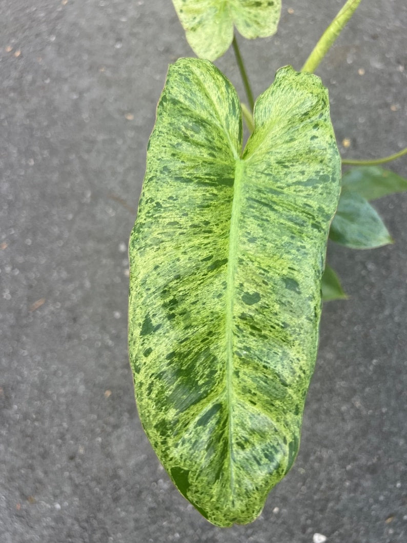 Philodendron Paraiso Verde 4" Pot - High Variegation, Tropical Evergreen Plant, Philodendron 'Paraiso Verde'
