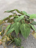 Philodendron Micans Plant in 6" Pot - Velvet Leaves, Heart-Shaped, Easy Care, Trailing Houseplant, Philodendron micans