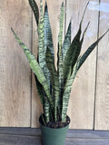 Sansevieria Zeylanica Snake Plant in 6" Pot - Hardy Indoor Air Purifying Houseplant - Mother-in-Law's Tongue Plant