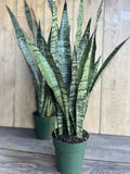 Sansevieria Zeylanica Snake Plant in 4" Pot | Iconic Indoor Air Purifier | Low Light Tolerant Houseplant