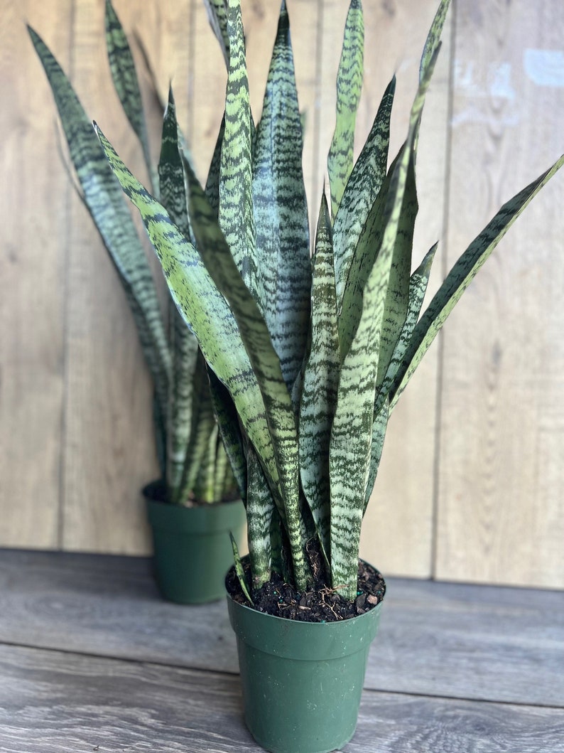 Sansevieria Zeylanica Snake Plant in 4" Pot | Iconic Indoor Air Purifier | Low Light Tolerant Houseplant