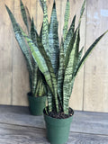 Sansevieria Zeylanica Snake Plant in 4" Pot | Hardy Indoor Air Purifier | Low Light Tolerant Houseplant