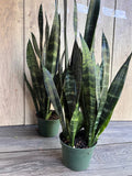 Sansevieria Black Coral Plant in 4" Pot - Durable Snake Plant for Air Purifying - Perfect Housewarming Gift - Sansevieria trifasciata