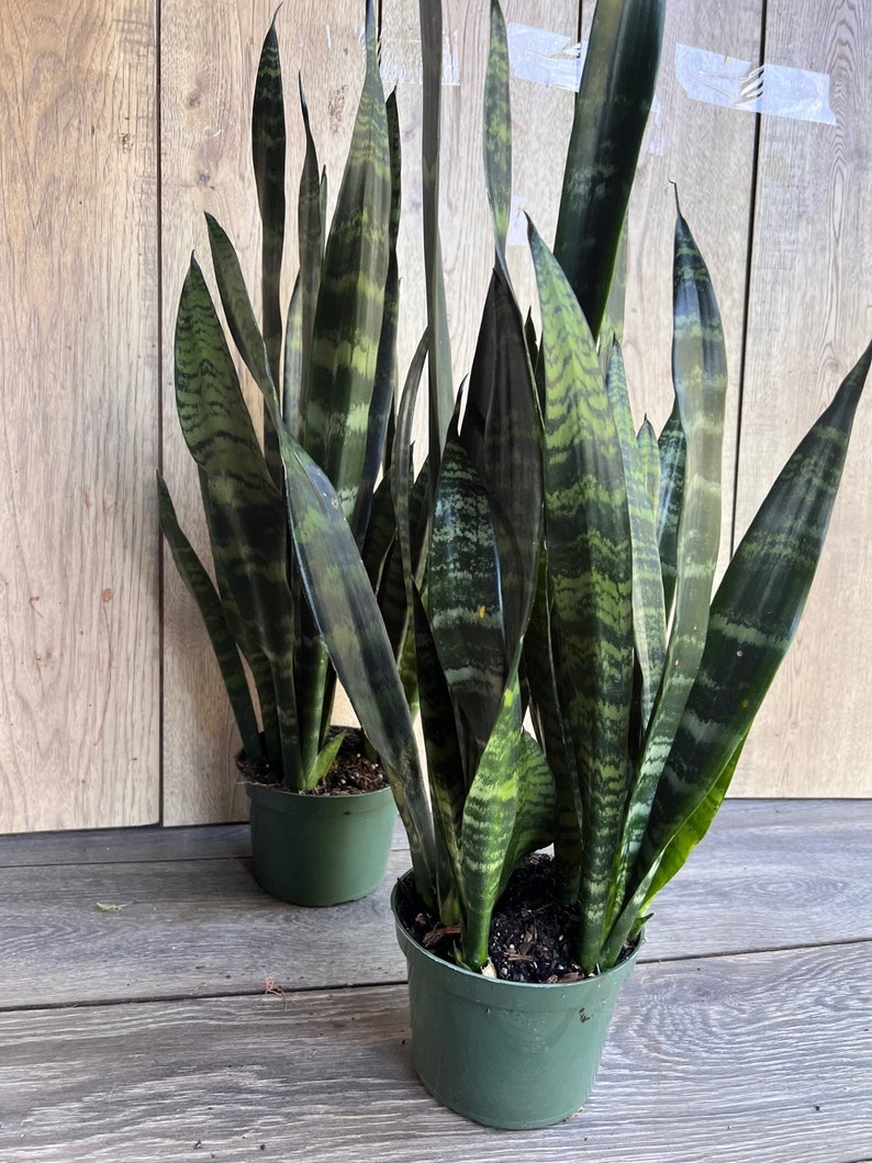 Sansevieria Black Coral Plant in 4" Pot - Durable Snake Plant for Air Purifying - Perfect Housewarming Gift - Sansevieria trifasciata