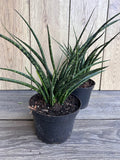 Sansevieria Fernwood Mikado 6" Pot - Live Air Purifying Plant - Snake Plant - Easy Care Indoor Houseplant