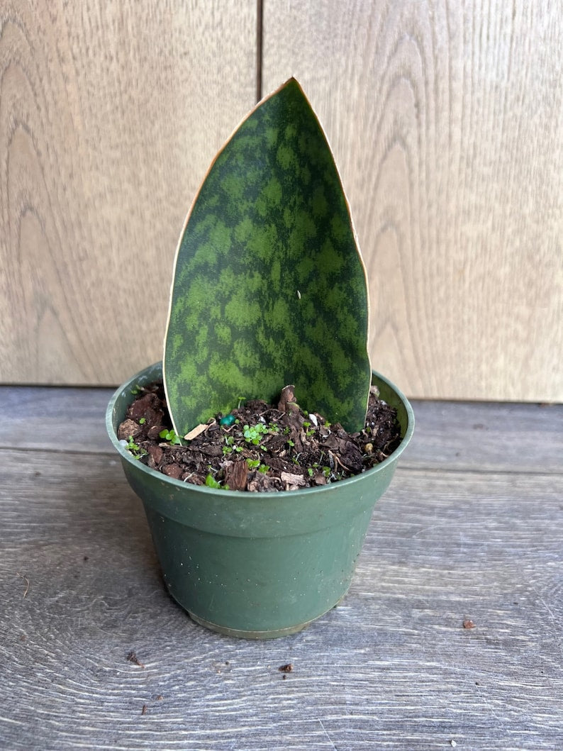 Sansevieria Whale Fin Snake Plant in 6" Pot | Sansevieria masoniana | Low Maintenance Indoor Plant for Air Purification