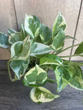 N'Joy Pothos Plant in 4" Pot, Variegated Devil's Ivy, Epipremnum aureum, Indoor Houseplant for Low Light Environments