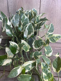 N’Joy Pothos Plant in 6" Pot, Variegated Devil’s Ivy, Epipremnum aureum, Low-Maintenance Houseplant for Indoor Decor