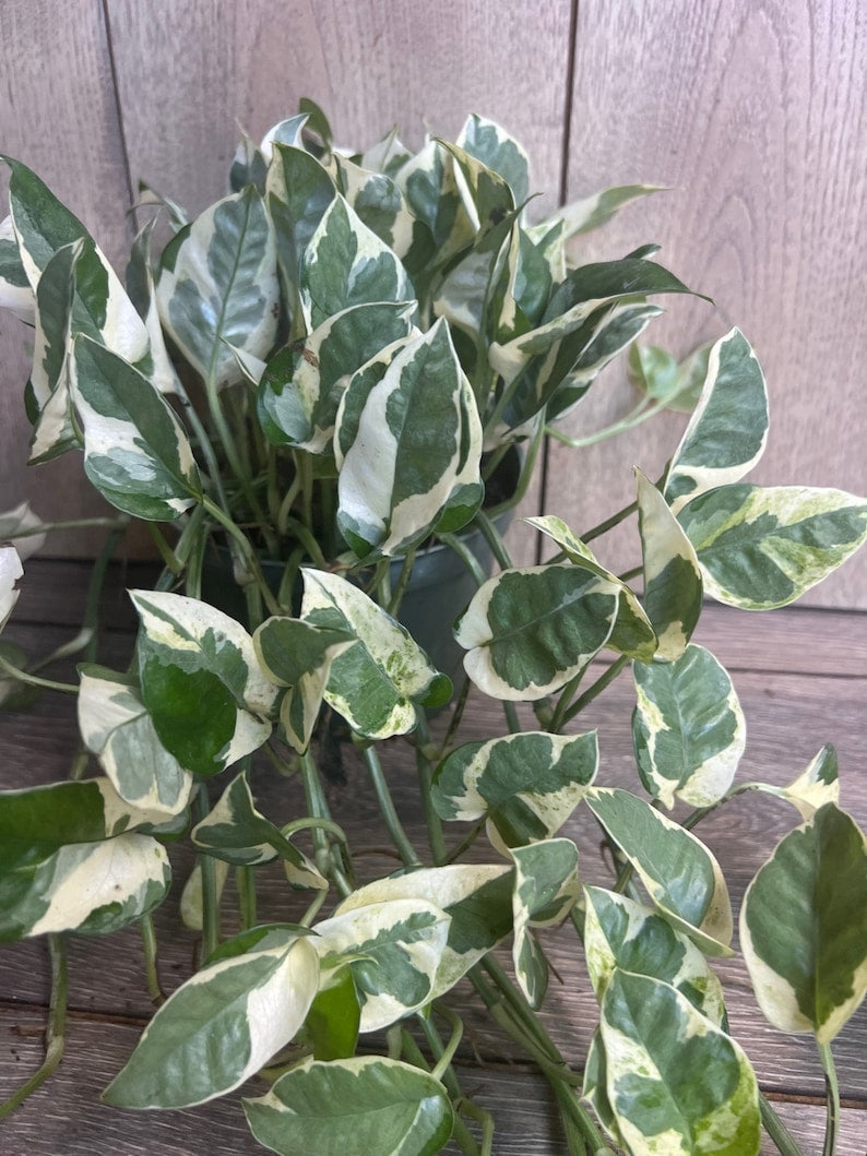 N’Joy Pothos Plant in 6" Pot, Variegated Devil’s Ivy, Epipremnum aureum, Low-Maintenance Houseplant for Indoor Decor