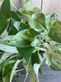 Marble Queen Pothos Plant in 6" Pot - Scindapsus aureus - Variegated Green & White Foliage for Low Light Indoor Spaces