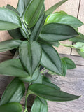 Scindapsus Treubii 'Moonlight' in 6" Pot | Sterling Silver Scindapsus Houseplant | Easy Care Indoor Plant