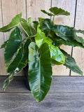Philodendron Burle Marx Plant in 6" Pot - Glossy Heart-Shaped Leaves - Indoor Aroid - Easy Care Houseplant
