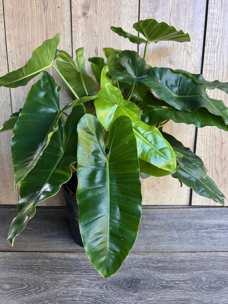 Philodendron Burle Marx Plant in 6" Pot - Glossy Heart-Shaped Leaves - Indoor Aroid - Easy Care Houseplant