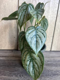 Philodendron "Brandi" 4" Pot - Rare Philodendron Brandtianum with Heart-Shaped Leaves, Dark Green & Silver Splashes