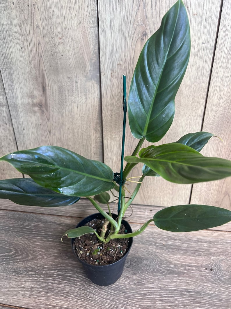 Philodendron Subhastatum Plant in 4" Pot - Rare Tropical Climber with Red Undersides, Philodendron sp.
