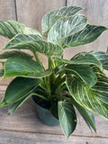 Philodendron Birkin Live Plant in 6" Pot, Variegated Houseplant, Philodendron ‘Birkin’ - Easy Care Indoor Plant