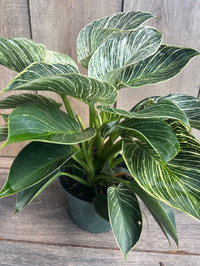 Philodendron Birkin Live Plant in 6" Pot, Variegated Houseplant, Philodendron ‘Birkin’ - Easy Care Indoor Plant