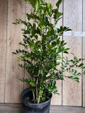 Large Orange Jasmine Plant in 10" Pot, Fragrant Murraya paniculata, Tropical Evergreen for Home Garden, No Ship to Ca, Tx, Az, Al