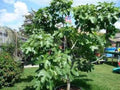 Brown Turkey Fig Plants - 4-6" Edible Fruit Tree - Ficus carica - Cold-Hardy with Light Green Leaves, Smooth Gray Bark