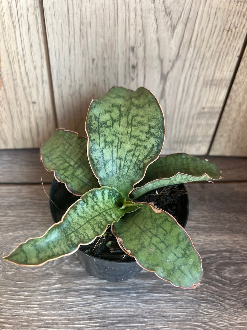 Sansevieria Cleopatra Plant in 4'' Pot | Snake Plant | Lush Green Leaves | Sansevieria trifasciata Hybrid