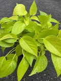 Neon Pothos Plant in 6" Pot - Epipremnum aureum - Bright Green Foliage, Low Maintenance Houseplant for Indoor Decor
