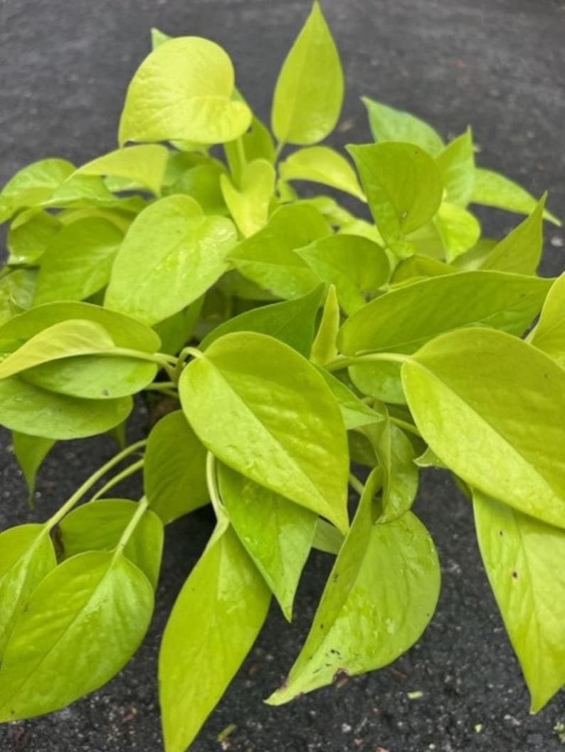 Neon Pothos Plant in 6" Pot - Epipremnum aureum - Bright Green Foliage, Low Maintenance Houseplant for Indoor Decor