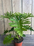 Philodendron Lickety Split 6" Pot - Tropical Houseplant with Slender Leaves - Philodendron hastatum