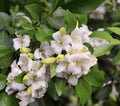 Orange Jasmine Plant in 6" Pot, Murraya paniculata, Fragrant Tropical Evergreen, No Shipping to CA, AZ, TX, AL, HI, LA