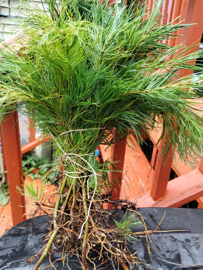 50 Bare Root White Pine Seedlings - Fast-Growing Evergreen, Pinus strobus, 6-16" with Planting Instructions - Maine Grown