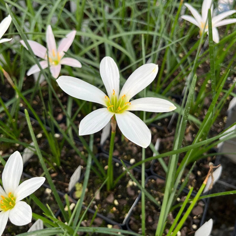 White Rain Lily Live Plant 3.5" Pot - Zephyranthes candida - Shade Tolerant Perennial from Central & South America