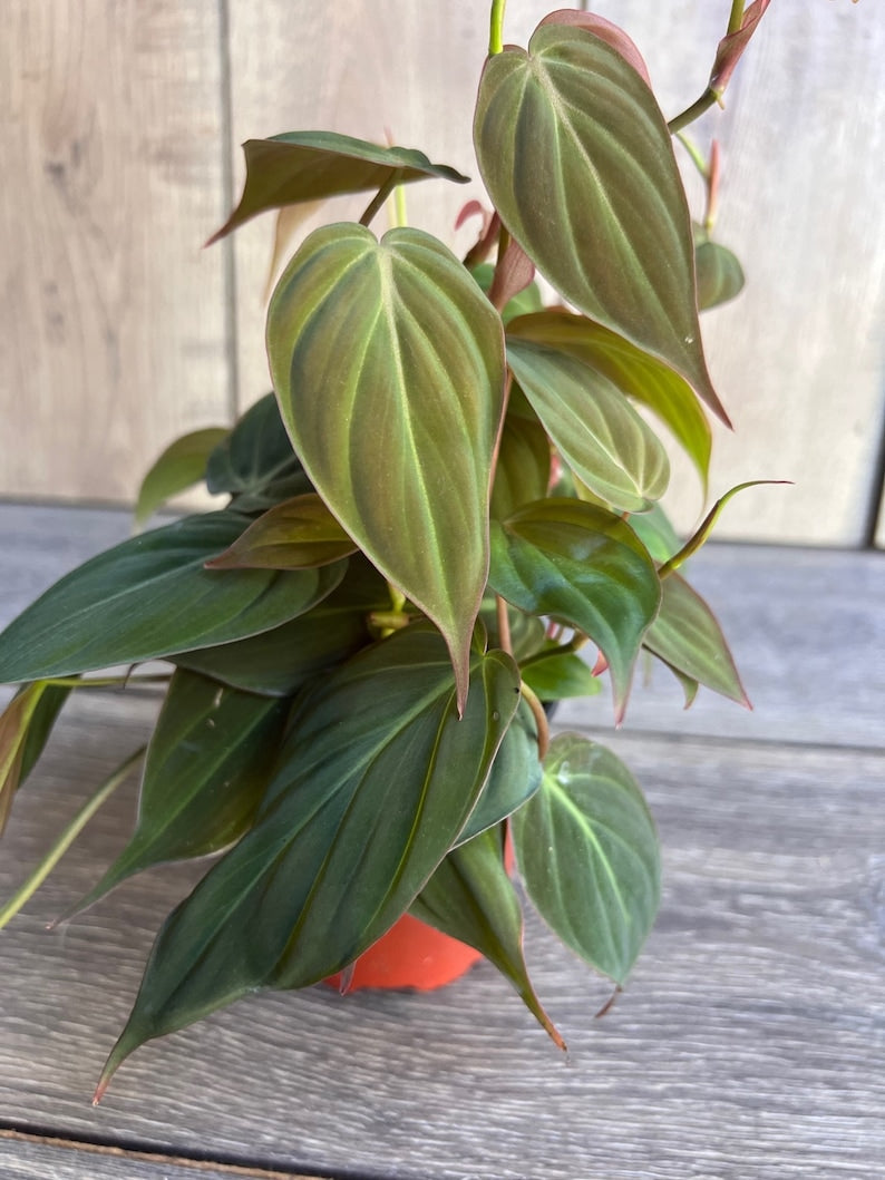 Philodendron Micans 4" Pot | Velvet Leaf Trailing Plant | Easy Care Houseplant | Ideal for Hanging or Climbing | Philodendron sp.