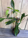 Philodendron 69686 Plant in 6" Pot, Easy Care Indoor Houseplant, Tropical Greenery, Philodendron sp. MOBOT 69686